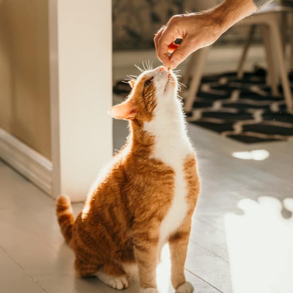 Huấn luyện mèo bằng Clicker - Hướng dẫn cơ bản Huấn luyện mèo bằng Clicker - Hướng dẫn cơ bản
