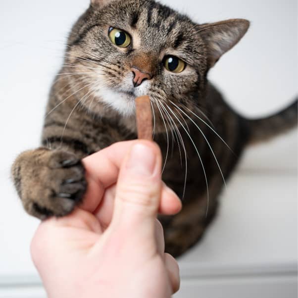 Huấn luyện mèo bằng Clicker - Hướng dẫn cơ bản Huấn luyện mèo bằng Clicker - Hướng dẫn cơ bản
