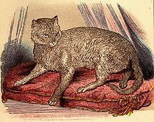 Abyssinian Abyssinian