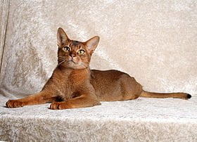 Abyssinian Abyssinian
