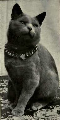 British Shorthair - Mèo Anh lông ngắn British Shorthair - Mèo Anh lông ngắn