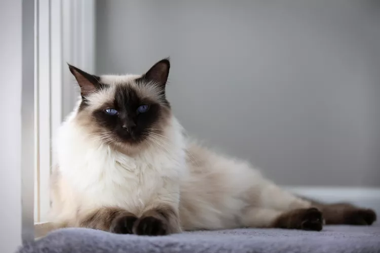 Balinese (Long-Haired Siamese) - Mèo Bali (Mèo Xiêm lông dài)