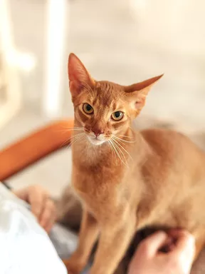 Abyssinian Abyssinian