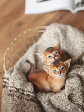 Abyssinian Abyssinian