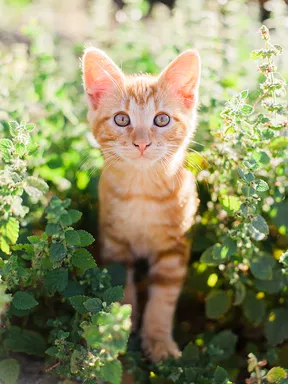 American Shorthair - Mèo Mỹ lông ngắn American Shorthair - Mèo Mỹ lông ngắn
