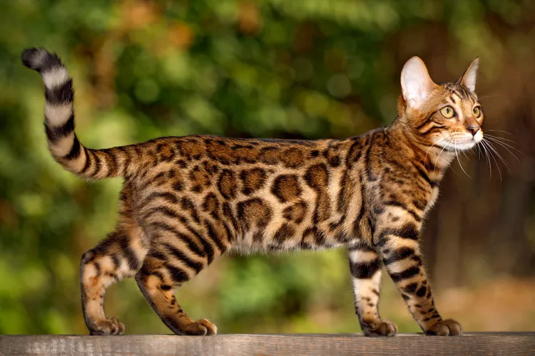 Bengal Bengal