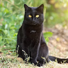 Bombay Cat - Mèo Bombay Bombay Cat - Mèo Bombay