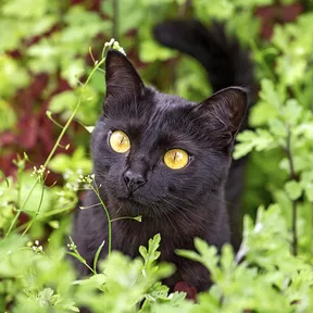 Bombay Cat - Mèo Bombay Bombay Cat - Mèo Bombay
