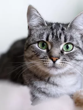 American Shorthair - Mèo Mỹ lông ngắn American Shorthair - Mèo Mỹ lông ngắn
