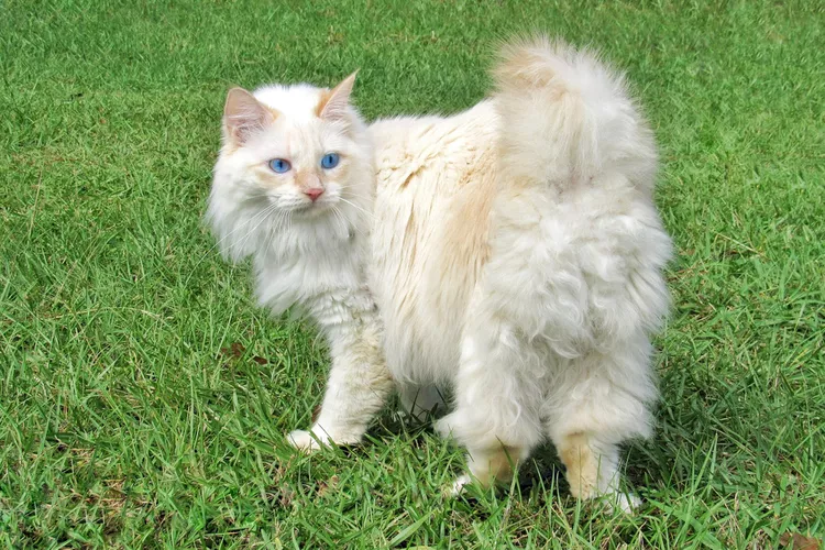 American Bobtail - Mèo Mỹ đuôi cụt American Bobtail - Mèo Mỹ đuôi cụt