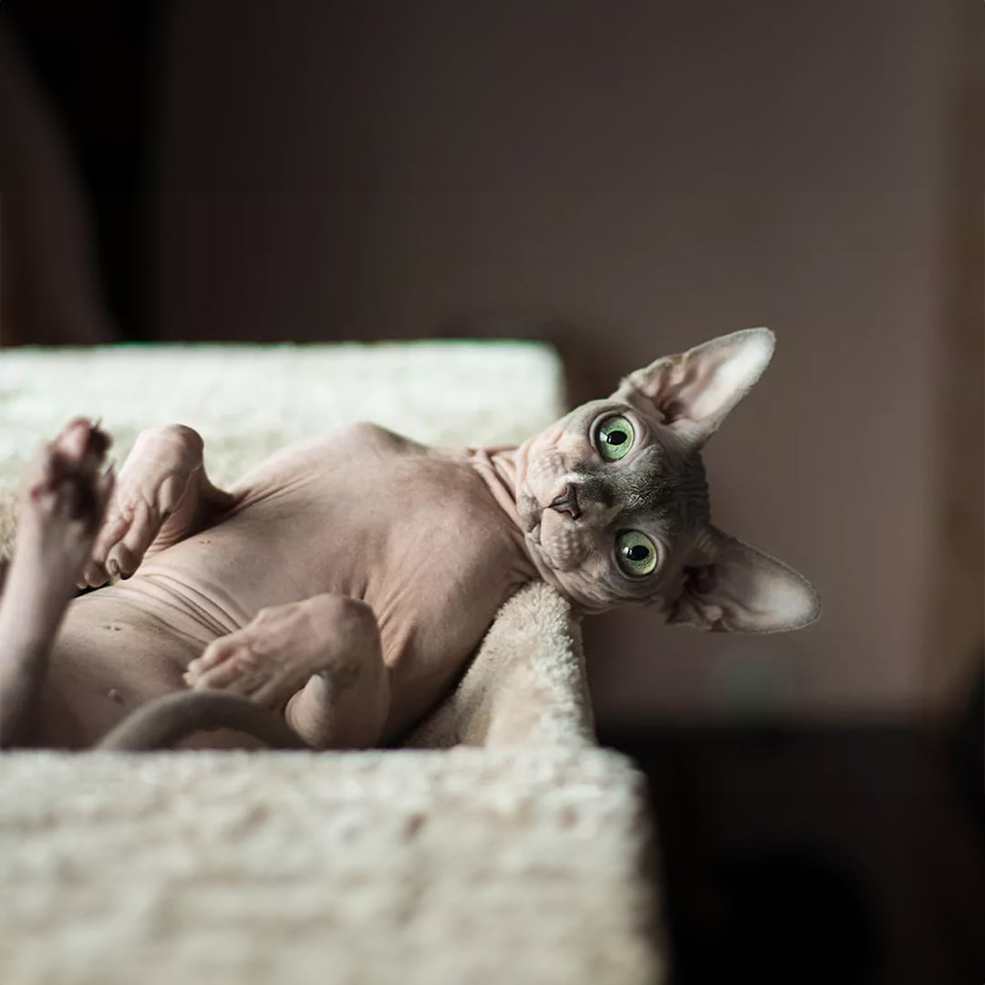 Sự thật đáng yêu về giống mèo không lông Sphynx Sự thật đáng yêu về giống mèo không lông Sphynx