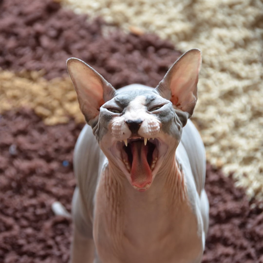 Sự thật đáng yêu về giống mèo không lông Sphynx Sự thật đáng yêu về giống mèo không lông Sphynx