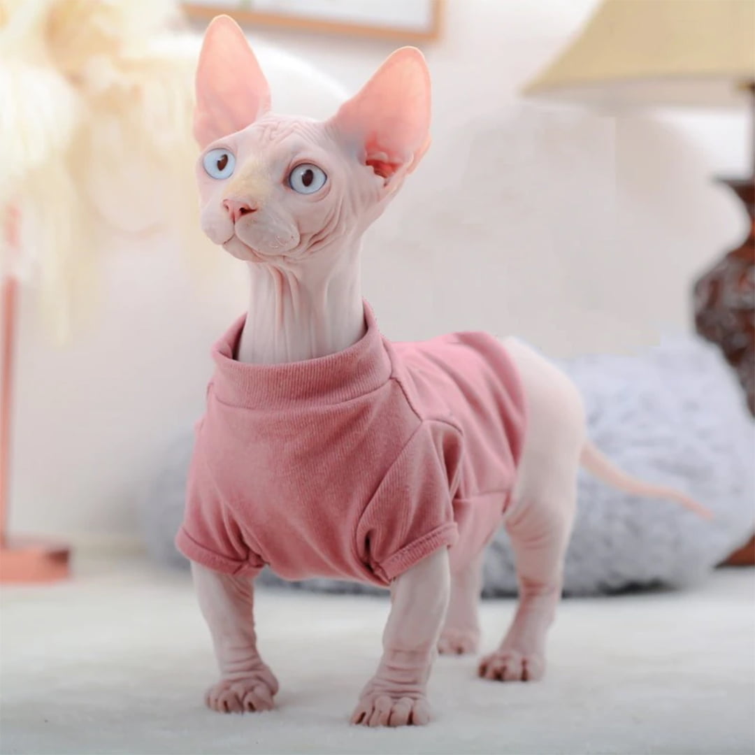 Sự thật đáng yêu về giống mèo không lông Sphynx Sự thật đáng yêu về giống mèo không lông Sphynx