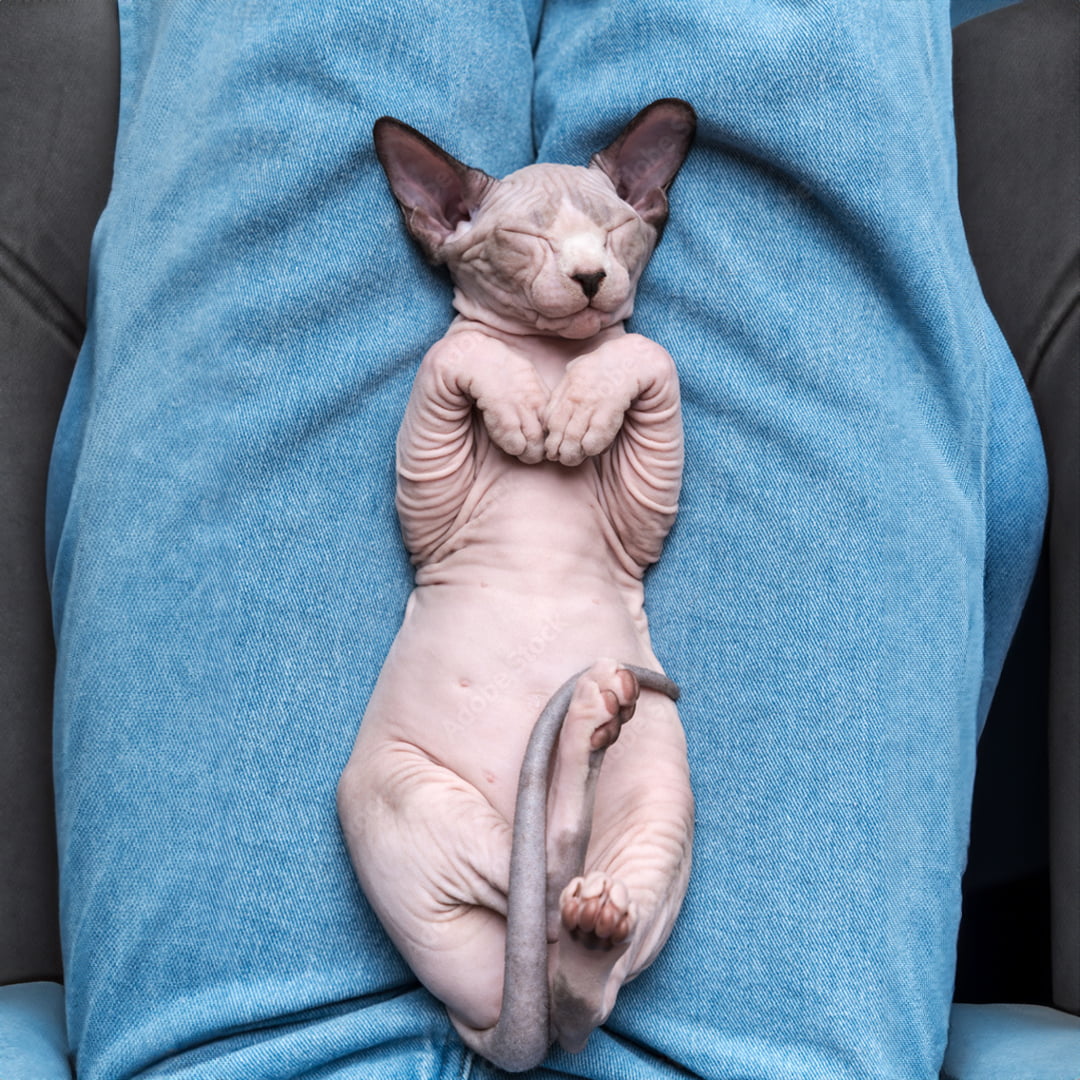 Sự thật đáng yêu về giống mèo không lông Sphynx Sự thật đáng yêu về giống mèo không lông Sphynx