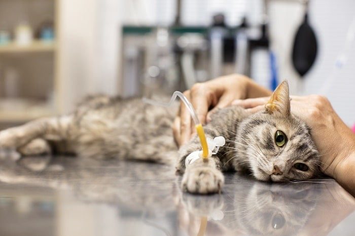 Bệnh giảm bạch cầu ở mèo - Hiểu rõ hơn về căn bệnh và cách phòng tránh