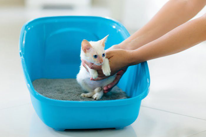 Cách huấn luyện mèo đi vệ sinh đúng chỗ?